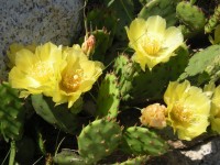 Cactus in Bloom