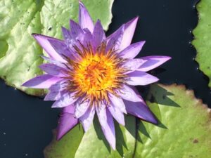 Water Lilies