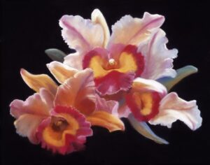 CATTLEYA ORCHID