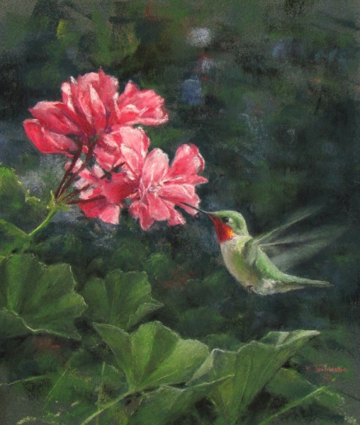 Geranium Cafe - Broad-tailed Hummingbird
