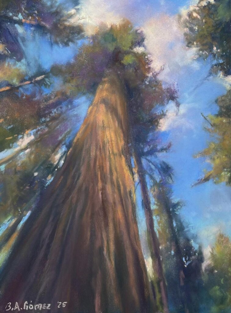 “Henry Cowell Redwoods” by Bruce Gomez