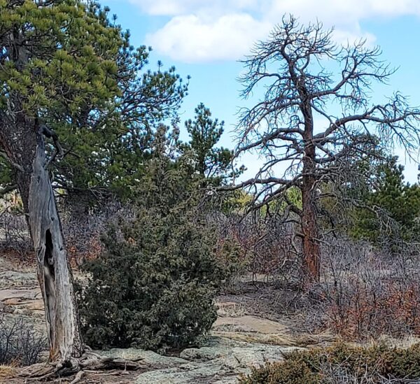 Castlewood Canyon